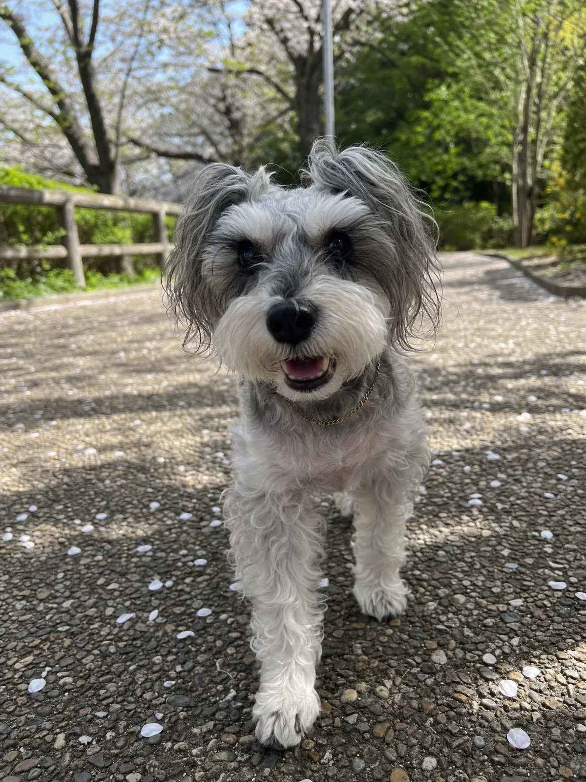 Lucy walking toward the camera on a petal-covered path